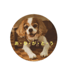 キャバリアは犬じゃないもんね〜（個別スタンプ：1）