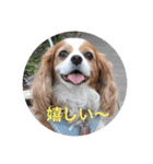キャバリアは犬じゃないもんね〜（個別スタンプ：2）