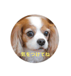 キャバリアは犬じゃないもんね〜（個別スタンプ：3）