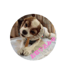 キャバリアは犬じゃないもんね〜（個別スタンプ：4）