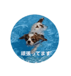 キャバリアは犬じゃないもんね〜（個別スタンプ：5）
