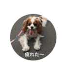 キャバリアは犬じゃないもんね〜（個別スタンプ：6）