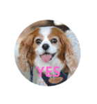 キャバリアは犬じゃないもんね〜（個別スタンプ：7）