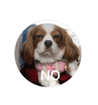 キャバリアは犬じゃないもんね〜（個別スタンプ：8）