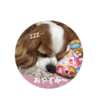 キャバリアは犬じゃないもんね〜（個別スタンプ：9）