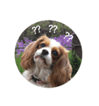 キャバリアは犬じゃないもんね〜（個別スタンプ：11）