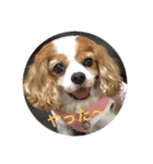 キャバリアは犬じゃないもんね〜（個別スタンプ：13）