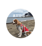 キャバリアは犬じゃないもんね〜（個別スタンプ：15）