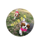 キャバリアは犬じゃないもんね〜（個別スタンプ：16）