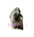 うさぎの二郎（個別スタンプ：6）