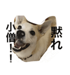 名犬ムギ（個別スタンプ：1）