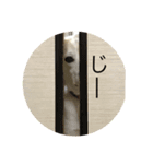 名犬ムギ（個別スタンプ：2）
