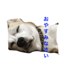 名犬ムギ（個別スタンプ：3）