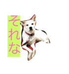 名犬ムギ（個別スタンプ：4）