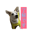 名犬ムギ（個別スタンプ：5）