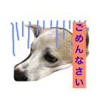 名犬ムギ（個別スタンプ：6）