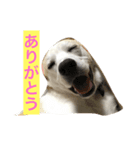 名犬ムギ（個別スタンプ：7）
