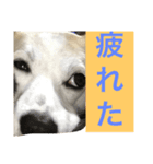 名犬ムギ（個別スタンプ：8）