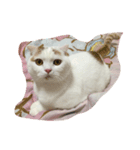 まるくんです（個別スタンプ：1）
