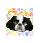 保護犬卒業生 むーんちゃんの日常スタンプ（個別スタンプ：30）