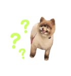 ポメラニアンのニーナちゃんのスタンプです（個別スタンプ：1）