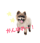 ポメラニアンのニーナちゃんのスタンプです（個別スタンプ：2）
