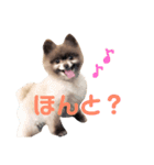ポメラニアンのニーナちゃんのスタンプです（個別スタンプ：8）
