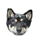 黒柴 凛（個別スタンプ：3）