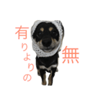 黒柴 凛（個別スタンプ：4）