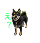 黒柴 凛（個別スタンプ：5）