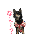 黒柴 凛（個別スタンプ：6）