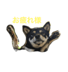 黒柴 凛（個別スタンプ：7）