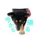 黒柴 凛（個別スタンプ：8）