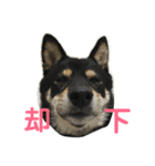 黒柴 凛（個別スタンプ：9）