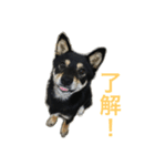 黒柴 凛（個別スタンプ：10）
