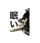 黒柴 凛（個別スタンプ：11）