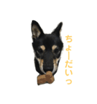 黒柴 凛（個別スタンプ：13）