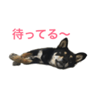 黒柴 凛（個別スタンプ：14）