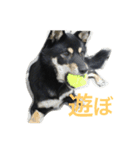 黒柴 凛（個別スタンプ：15）