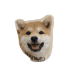 犬と猫(？)（個別スタンプ：1）