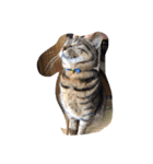 犬と猫(？)（個別スタンプ：2）