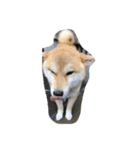 犬と猫(？)（個別スタンプ：3）