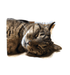 犬と猫(？)（個別スタンプ：4）