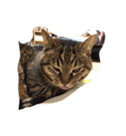 犬と猫(？)（個別スタンプ：6）