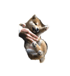 犬と猫(？)（個別スタンプ：8）