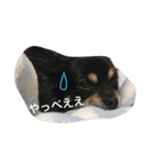 いとこ犬たち（個別スタンプ：3）