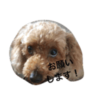 いとこ犬たち（個別スタンプ：10）