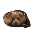 いとこ犬たち（個別スタンプ：11）