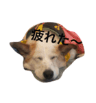 いとこ犬たち（個別スタンプ：21）