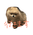 ポメラニアンのミント君（個別スタンプ：5）